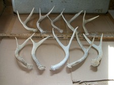 10 FRESH 2 POINT WHITETAIL deer SHEDS antler horn CRAFT JACKALOPE MOUNT wedding 