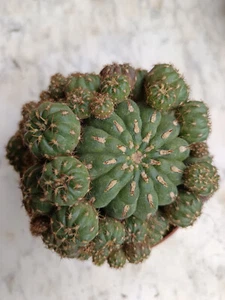 Matucana polzii 1 Planta raiz Suculenta 13 cm pot Cactus SUERTE - Imagen 1 de 3