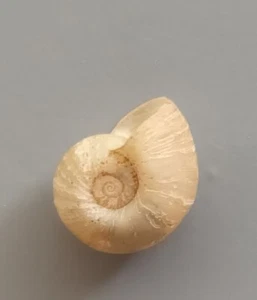 freshwater snail Indoplanorbis exusta RARE OFFER 12mm F+++ - Picture 1 of 4