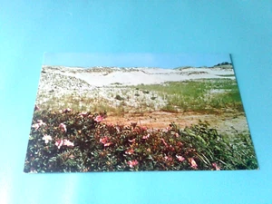 CAPE COD: DÜNEN UND BLUMEN - SCHÖNE VINTAGE KARTE - UNBENUTZT - Bild 1 von 3