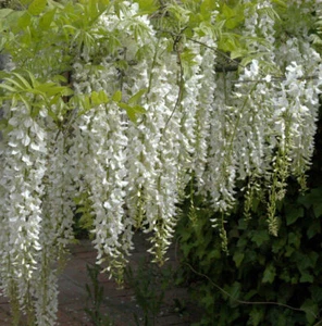 Lluvia azul china blanca 60-80cm - Wisteria sinensis - Imagen 1 de 1