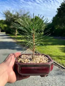 Mikawa Japanese Black Pine Bonsai Tree - Picture 1 of 1