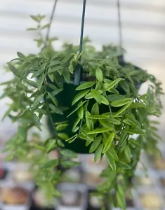 AESCHYNANTHUS VARIEGATED "LIPSTICK' CUTTINGS BASKETS INDOOR/OUTDOOR 021 - Picture 1 of 8