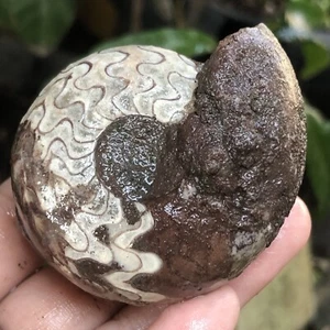 106GR AMAZING WHOLE PERMIAN BLACK AMMONITE FOSSIL COMPLEX SUTURE MOLLUSCA TIMOR - Picture 1 of 13