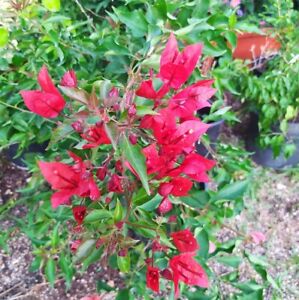 Bougainvillea Tomate red,plant rooty cutting