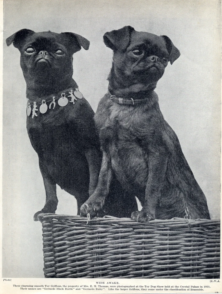 BRUSSELS GRIFFON CON NOMBRE PERROS PRECIOSO ANTIGUO ORIGINAL PERRO IMPRESIÓN PÁGINA DE 1934 Foto 1 de 1