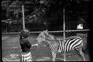 Zoo femme nourrissant zèbres ânes lot 2 anciens négatifs photo an. 1930 - Picture 1 of 2