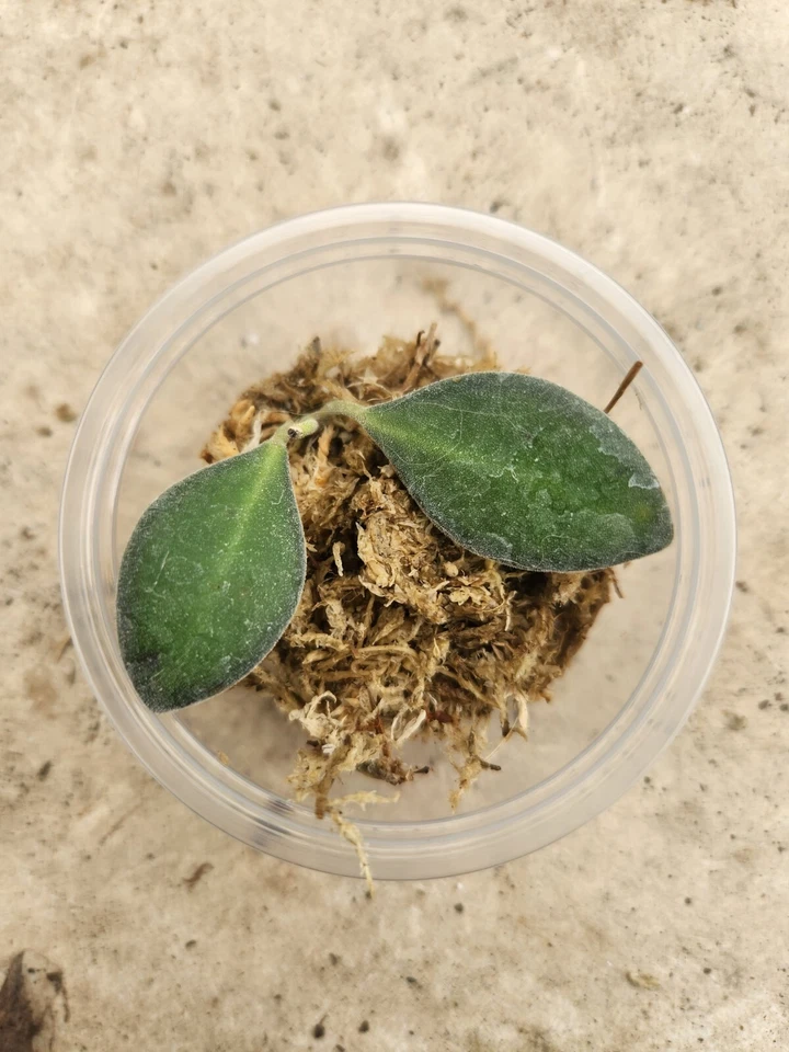 Hoya Sp. F. Burtoniae Propagation Cup - Image 1 of 1