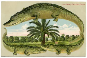 Alligator Bordüre S 627 Florida Kanarien Dattelpalme - Bild 1 von 2