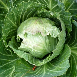 1/4 Lb Early Jersey Wakefield Cabbage Seeds - Everwilde Farms Mylar Seed Packet - Picture 1 of 2