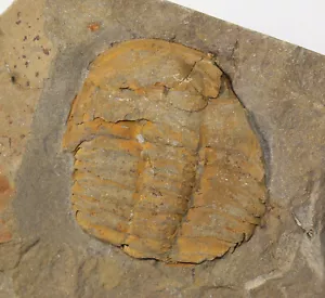 Trilobit, Germaropyge pleceri, Kambrium, Rejkovice, Tschechische Rep -a297 - Bild 1 von 4