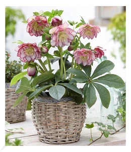 Christrosen 'Double Ellen Picotée', 1 Pflanze, Helleborus niger winterhart - Bild 1 von 4
