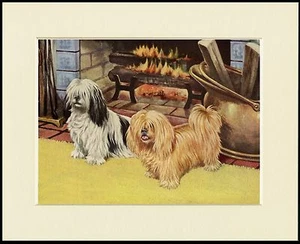 LHASA APSO DOGS BY THE FIRE LOVELY DOG PRINT MOUNTED READY TO FRAME - Picture 1 of 1