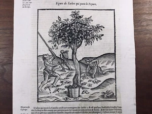 Pepper Mill 1614 Phytotherapy Plant Distillation Wood Engraving Ambroise Paré - Picture 1 of 7