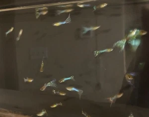 One male adult guppy with green lower body - Picture 1 of 2