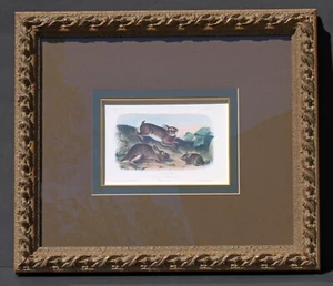 JJ AUDUBON "Grey Rabbit Old&Young" No 5 Plate 22 Printed by Nagel & Weingaertner - Picture 1 of 12