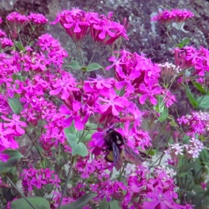 2000 Samen Nelken-Leimkraut - Silene armeria - Leimkraut Sweet William catchfly - Bild 1 von 2