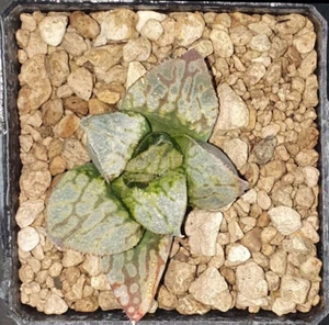 HW175 Haworthia KYO-NO-KOI Ex. Kawahigashi Sakai, Phyto available - Foto 1 di 1