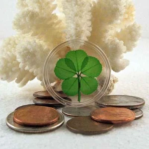 Genuine Rare 5 Leaf Clover Good Luck Charm Floating in a Pocket Token CH-5L - Picture 1 of 2