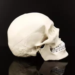 MedMod Schädel Anatomie Modell Skelett Lebensgroß Schädelmodell MedMod - Bild 1 von 12