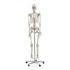 Life-Size Skeleton - Anatomically Correct Medical Human Skeleton Model - 180CM