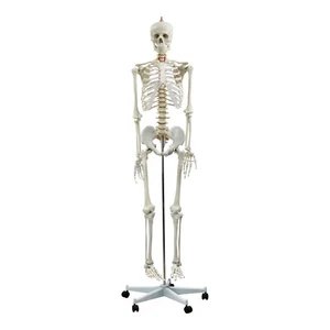 Esqueleto de tamaño natural - Modelo de esqueleto humano médico anatómicamente correcto - 180 cm - Imagen 1 de 6