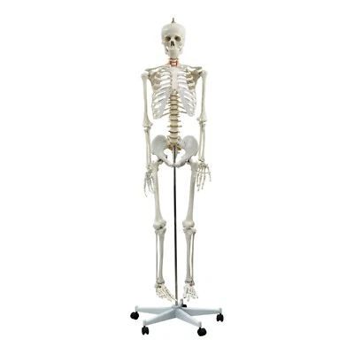 KITS OF MEDICINE Life-Size Skeleton - Anatomically Correct Medical Human Skeleton Model - 180CM