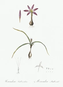 Spring Meadow Saffron Lily Les Liliacees by Pierre Joseph Redouté Print Repro - Picture 1 of 2