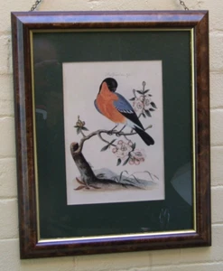 Antique Colored Engraving Print Bullfinch Bird Art Framed OZ Collectables - Picture 1 of 11