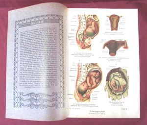 1909 ANTIQUE GERMAN ART NOUVEAU MEDICAL COLOR LITHO PRINT – FEMALE ANATOMY - Picture 1 of 8