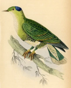 Turtelina azul y verde 1835 coloreada a mano jardin lagartos - palomas - Imagen 1 de 3