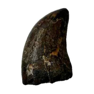 1,25 Zoll Afrovenator Fossil Zahn Tiouraren, Niger, Dinosaurier, Jurazeit - Bild 1 von 6