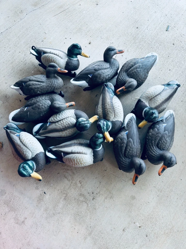 12 Flambeau Duck Decoys.  Never used, in box.  Classic Mallard Weighted keel  - Image 1 of 4