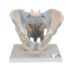 3B Scientific H21/2 Male Pelvis with Ligaments Anatomical Model w/ Smart Anatomy - Picture 1 of 5