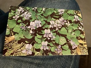 Flor violeta viola sororia - Imagen 1 de 2