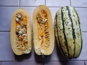 30+ Seeds Delicata Squash ,Sweet Potato Pumpkin Carnival Dumpling Harvested 2023 - Picture 1 of 1