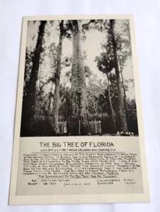 Antique RPPC The Big Tree of Florida Postcard Circa 1910 - Picture 1 of 4