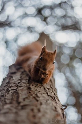 ROLLEI PLANAR 1.8/50 MODIFIED TO CANON EF LENS SUPER trioplan bubble EFFECT  ✧✧✧ - Image 1 of 4