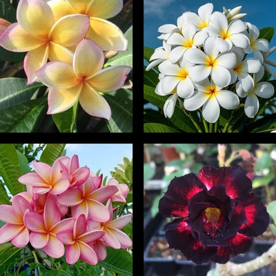 3 Plumerias Recién Cortadas Y Un Adenium Obesum - Image 1 of 3