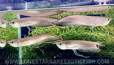 Black Arowana / Osteoglossum ferreirai - Live Aquarium Fish - Image 1 of 2