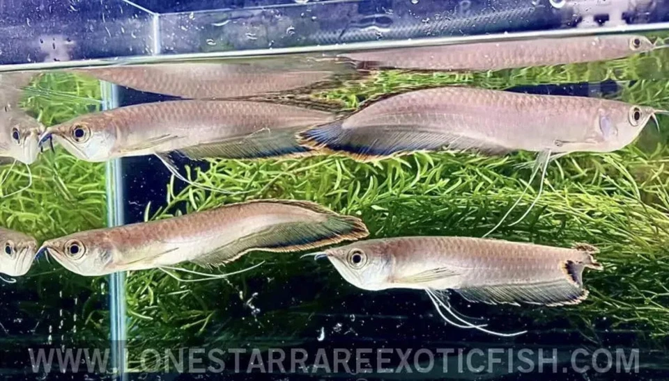 Black Arowana / Osteoglossum ferreirai - Peces vivos de acuario Foto 1 de 2
