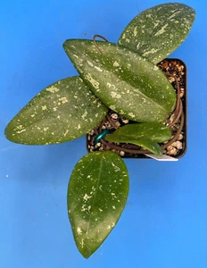 Hoya 'Vietnam AH001' RARE! Exact Plant! Rooted Grown In 3.5" Pot (5) - Picture 1 of 6