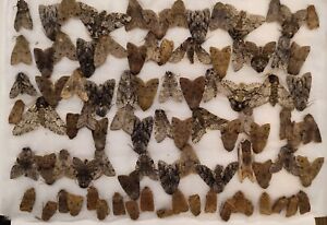 Mix of 90 Spring Noctuidae Geometridae moths from West Siberia