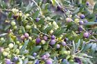 Olive Arbequina Fruit Tree 1 X Plant Tubestock Olea Europaea