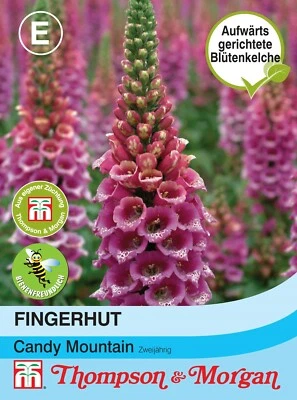 Fingerhut 'Candy Mountain' - Digitalis purpurea, Landhausgarten, Samen, 4471 - Bild 1 von 2