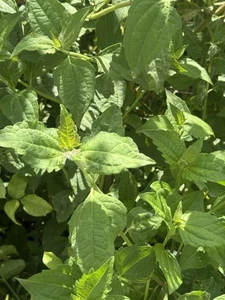 EWE Rompe Saraguey PLANTA HIERBA Religion yoruba ifa africana santeria - Bild 1 von 2