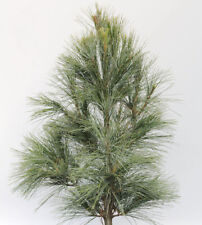 Kleine Tränenkiefer Densa Hill 80-100cm - Pinus wallichiana