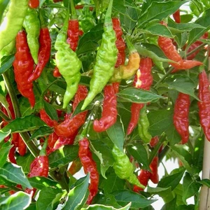 Fruity Volcano Habanero Chili Seeds (10) - Aromatic & Exceptionally Flavorful ! - Picture 1 of 3