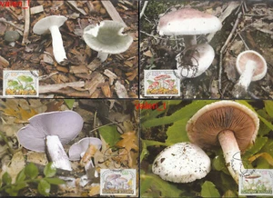 1999 Bulgarien Essbare Pilze Komplettsatz 4 x Maxikarten Pilze - Bild 1 von 5