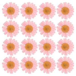 48 Pcs Dried Pressed Flower Natural Dried Daisy Flower,Pink - Picture 1 of 6
